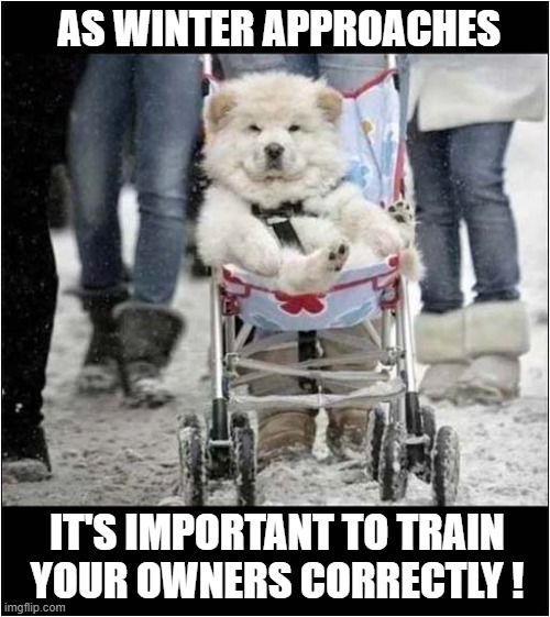 Push Me Human ! | AS WINTER APPROACHES; IT'S IMPORTANT TO TRAIN
YOUR OWNERS CORRECTLY ! | image tagged in dogs,stroller,owners | made w/ Imgflip meme maker