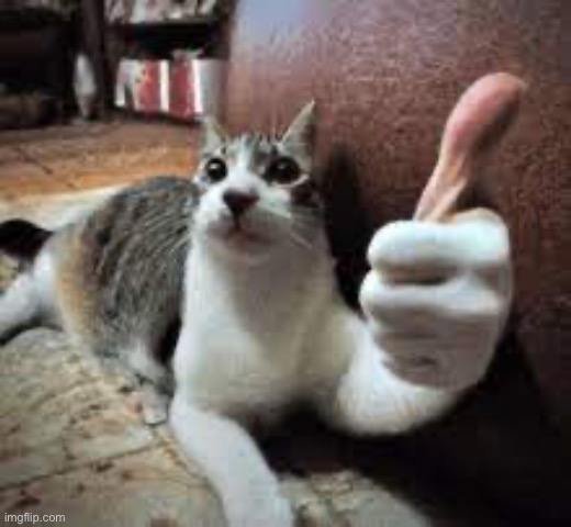 cat thumbs up up | image tagged in cat thumbs up up | made w/ Imgflip meme maker