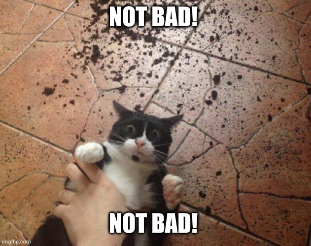 cat on floor | NOT BAD! NOT BAD! | image tagged in cat on floor | made w/ Imgflip meme maker