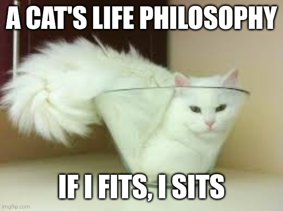 Cats Being Cats | A CAT'S LIFE PHILOSOPHY; IF I FITS, I SITS | image tagged in if i fits i sits cat,cats,funny cats,funny,funny memes,fun | made w/ Imgflip meme maker