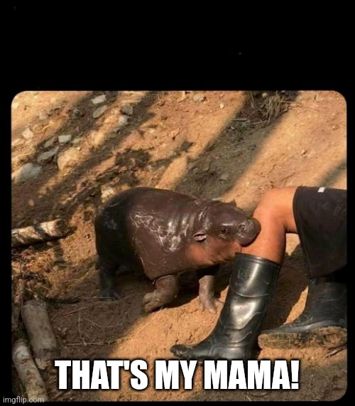 baby hippo | THAT'S MY MAMA! | image tagged in baby hippo | made w/ Imgflip meme maker