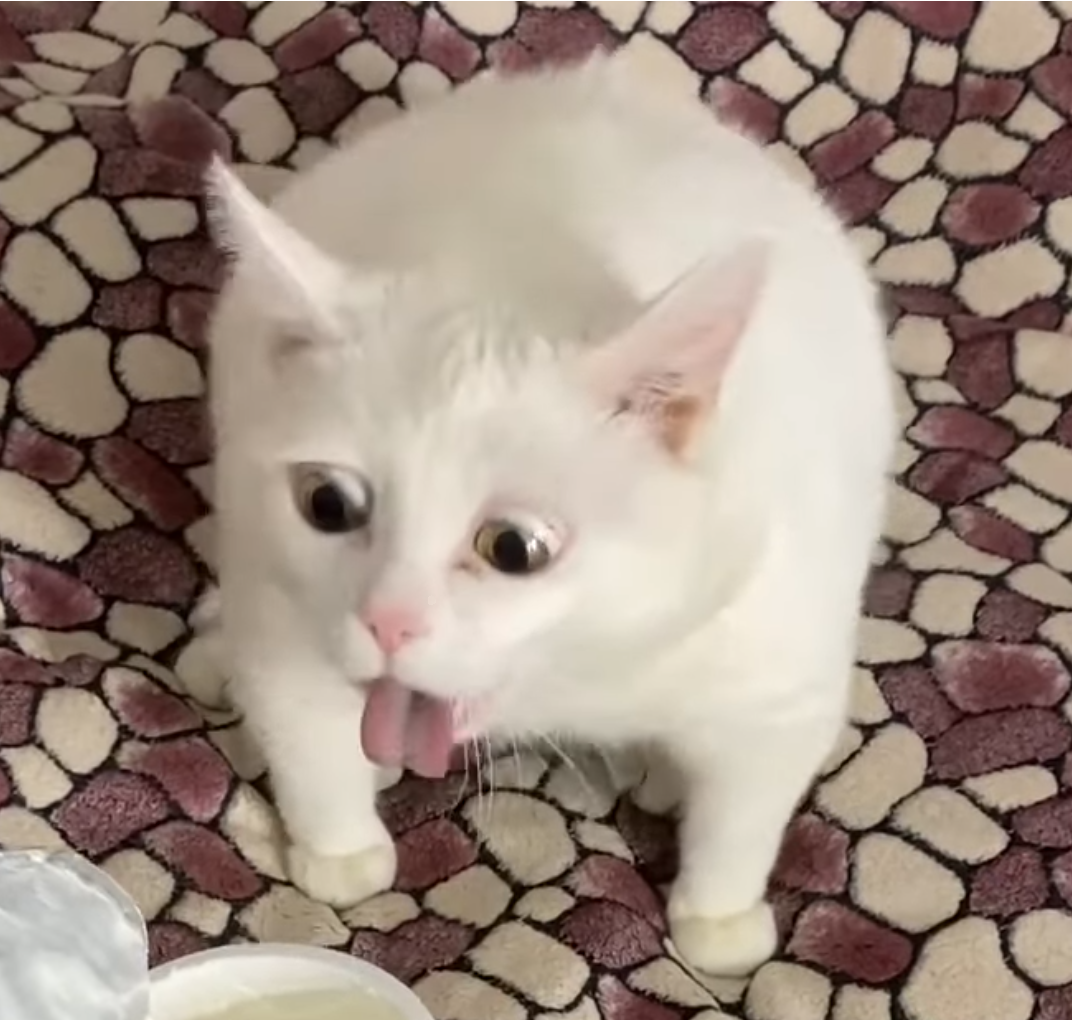 Fat White Gag Cat Blank Meme Template