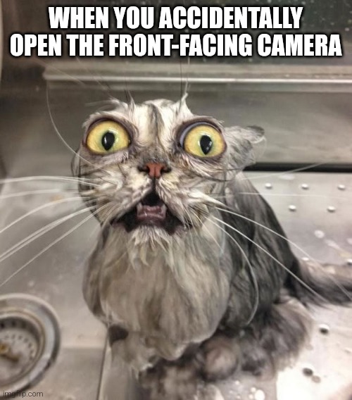 The perfect photo | WHEN YOU ACCIDENTALLY OPEN THE FRONT-FACING CAMERA | image tagged in wet scary cat,funny,fun,funny memes,cats,funny cats | made w/ Imgflip meme maker