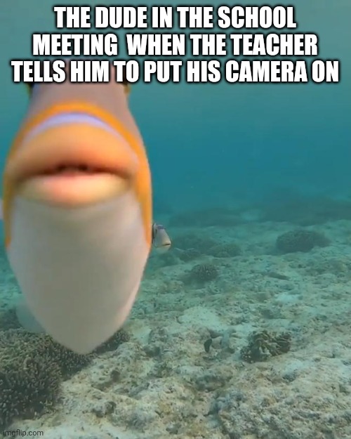 Woah your reading this okay then friend doge138115 on roblox | THE DUDE IN THE SCHOOL MEETING  WHEN THE TEACHER TELLS HIM TO PUT HIS CAMERA ON | image tagged in staring fish,oh god why | made w/ Imgflip meme maker