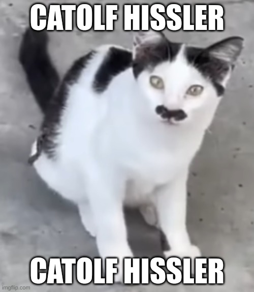 No way, Adolf Hitler got reincarnated as a cat! I sure hope he doesn't start World Purr Two... | CATOLF HISSLER; CATOLF HISSLER | image tagged in hitler,cats,shitpost | made w/ Imgflip meme maker