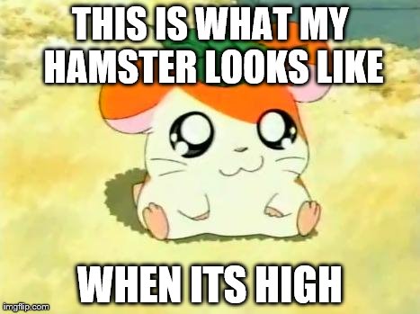 Hamtaro Meme | THIS IS WHAT MY HAMSTER LOOKS LIKE WHEN ITS HIGH | image tagged in memes,hamtaro | made w/ Imgflip meme maker