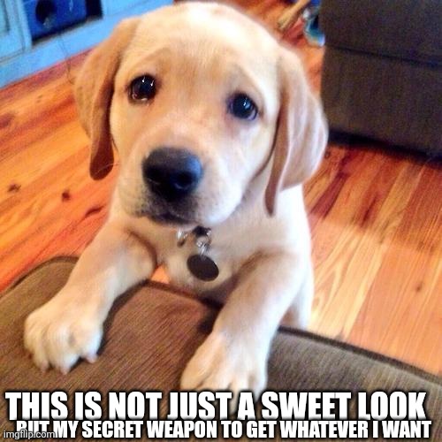 Puppy dog eyes | THIS IS NOT JUST A SWEET LOOK; BUT MY SECRET WEAPON TO GET WHATEVER I WANT | image tagged in puppy dog eyes | made w/ Imgflip meme maker