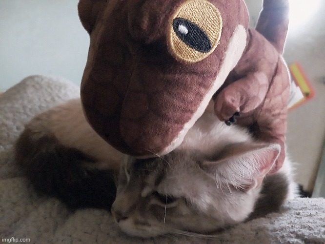 Mocha vs An Annoying Dino | image tagged in cats | made w/ Imgflip meme maker