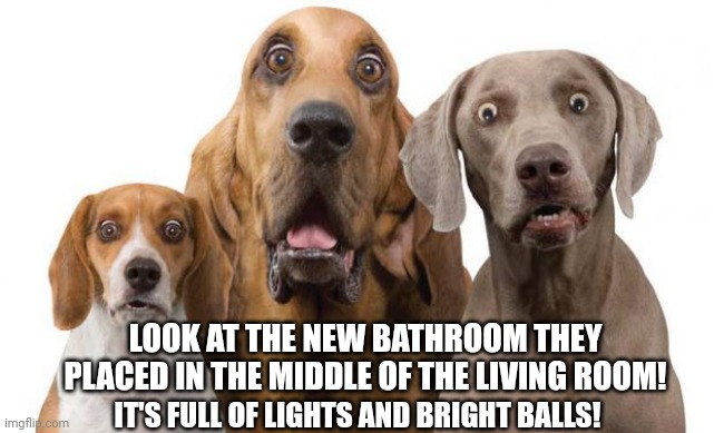 Dogs Surprised | LOOK AT THE NEW BATHROOM THEY PLACED IN THE MIDDLE OF THE LIVING ROOM! IT'S FULL OF LIGHTS AND BRIGHT BALLS! | image tagged in dogs surprised | made w/ Imgflip meme maker