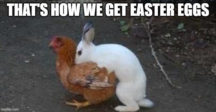 Easter eggs | THAT'S HOW WE GET EASTER EGGS | image tagged in easter eggs | made w/ Imgflip meme maker