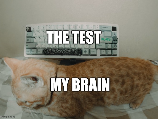 Brainy cat | THE TEST; MY BRAIN | image tagged in cat | made w/ Imgflip meme maker