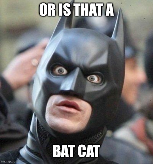 Shocked Batman | OR IS THAT A BAT CAT | image tagged in shocked batman | made w/ Imgflip meme maker