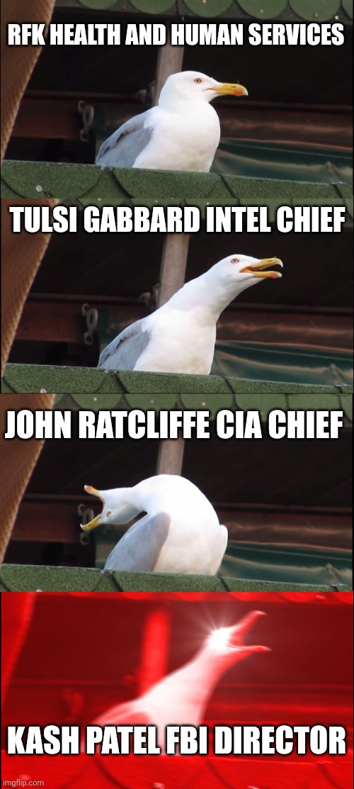 The media is having a meltdown over Trump's second term cabinet and staff picks | RFK HEALTH AND HUMAN SERVICES; TULSI GABBARD INTEL CHIEF; JOHN RATCLIFFE CIA CHIEF; KASH PATEL FBI DIRECTOR | image tagged in memes,inhaling seagull,trump,media,lol,popcorn | made w/ Imgflip meme maker