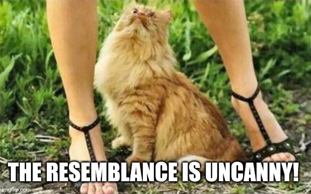 I don't see the resemblance cat | THE RESEMBLANCE IS UNCANNY! | image tagged in i don't see the resemblance cat | made w/ Imgflip meme maker