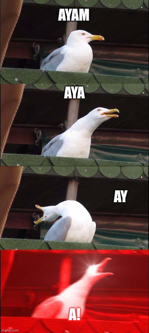 Ayam -> Aya -> Ay -> A | AYAM; AYA; AY; A! | image tagged in memes,inhaling seagull | made w/ Imgflip meme maker