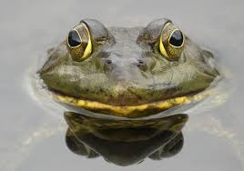 frog Blank Meme Template
