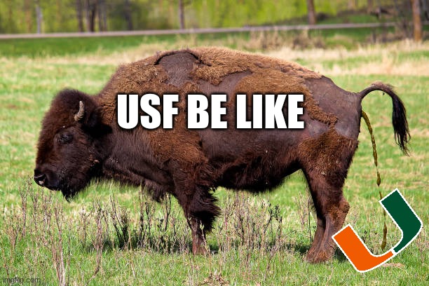 USF Bulls meme | USF BE LIKE | image tagged in memes,college football,football,miami,bullshit | made w/ Imgflip meme maker