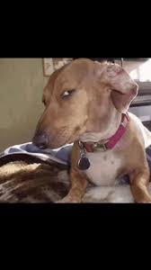 SUS DOG Blank Meme Template