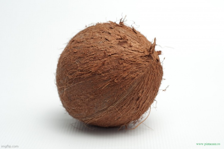 coconut | image tagged in coconut | made w/ Imgflip meme maker