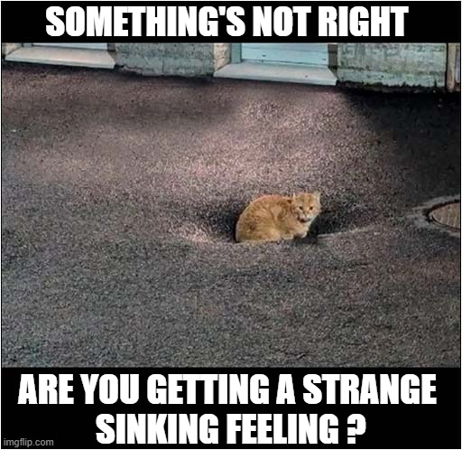 When Somebody Mentions Your Weight | SOMETHING'S NOT RIGHT; ARE YOU GETTING A STRANGE
 SINKING FEELING ? | image tagged in cats,weight,sinking | made w/ Imgflip meme maker