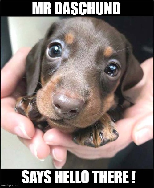 What A Polite Puppy ! | MR DASCHUND; SAYS HELLO THERE ! | image tagged in dogs,puppy,daschund,hello there | made w/ Imgflip meme maker