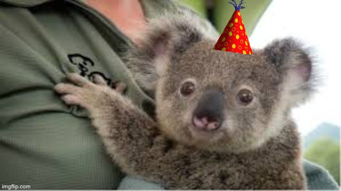 scared baby koala | image tagged in scared baby koala | made w/ Imgflip meme maker