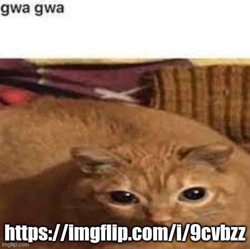 Gwa gwa | https://imgflip.com/i/9cvbzz | image tagged in gwa gwa | made w/ Imgflip meme maker