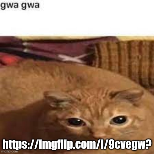 Gwa gwa | https://imgflip.com/i/9cvegw? | image tagged in gwa gwa | made w/ Imgflip meme maker