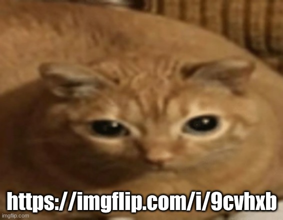 gwa gwa cat | https://imgflip.com/i/9cvhxb | image tagged in gwa gwa cat | made w/ Imgflip meme maker