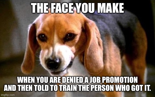 Spread it if it happened to you. | THE FACE YOU MAKE; WHEN YOU ARE DENIED A JOB PROMOTION AND THEN TOLD TO TRAIN THE PERSON WHO GOT IT. | image tagged in porthos the angry beagle | made w/ Imgflip meme maker