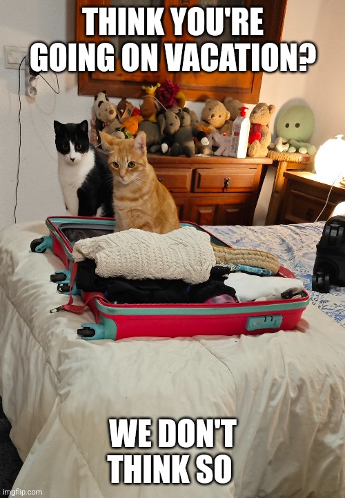 Cats: vacation? | THINK YOU'RE GOING ON VACATION? WE DON'T THINK SO | image tagged in cats,vacation,suitcase,funny cats,holidays | made w/ Imgflip meme maker