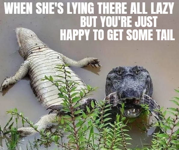 WHEN SHE'S LYING THERE ALL LAZY; BUT YOU'RE JUST HAPPY TO GET SOME TAIL | image tagged in dirty mind,funny,nsfw | made w/ Imgflip meme maker