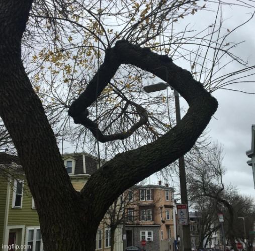 Spiral Branch. This Is a Real Tree. There Is Art In Everything. | image tagged in tree,nature,shapes,art,wonder,beauty | made w/ Imgflip meme maker