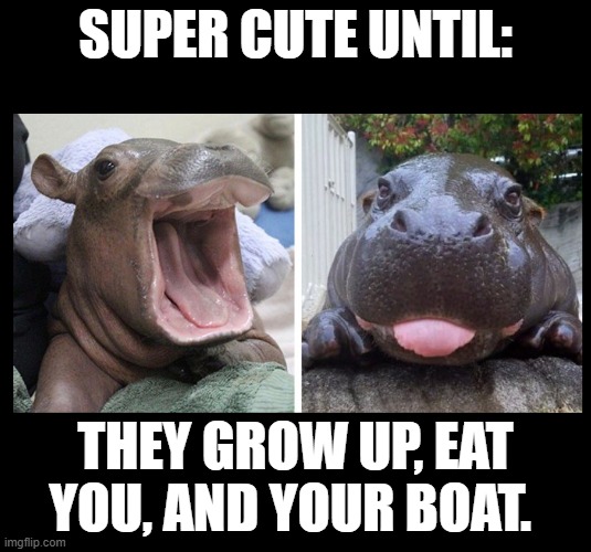 Baby Hippo | SUPER CUTE UNTIL:; THEY GROW UP, EAT YOU, AND YOUR BOAT. | image tagged in hippo,baby,baby hippo | made w/ Imgflip meme maker