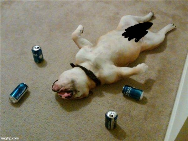drunk dog | image tagged in drunk dog | made w/ Imgflip meme maker