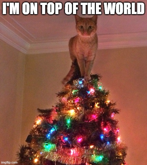 memes by Brad - Cat is on top of the world (Christmas tree) | I'M ON TOP OF THE WORLD | image tagged in cats,kittens,christmas tree,funny,play on words,humor | made w/ Imgflip meme maker