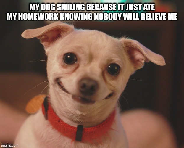 MY DOG SMILING BECAUSE IT JUST ATE MY HOMEWORK KNOWING NOBODY WILL BELIEVE ME | image tagged in memes | made w/ Imgflip meme maker