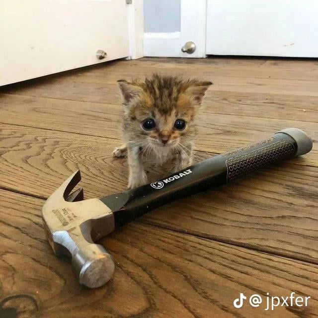 Hammer cat Blank Meme Template