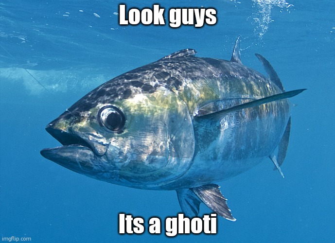 runa ghoti | Look guys; Its a ghoti | image tagged in tuna fish | made w/ Imgflip meme maker