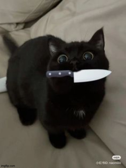 Literally Looks Just Like My Cat | image tagged in murder,kitty,so adorable,say hello to my little friend,i need this | made w/ Imgflip meme maker