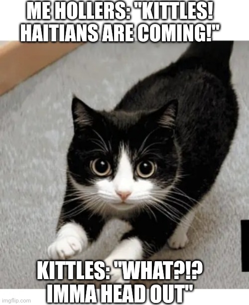 They're still eating the cats | ME HOLLERS: "KITTLES! HAITIANS ARE COMING!"; KITTLES: "WHAT?!? IMMA HEAD OUT" | image tagged in oh no cat,imma head out | made w/ Imgflip meme maker