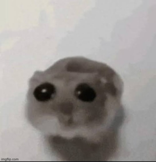Sad hampster | image tagged in sad hampster | made w/ Imgflip meme maker