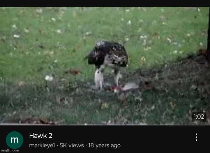 YouTube probably wondering why I like birds and motorcycles all of a sudden | made w/ Imgflip meme maker