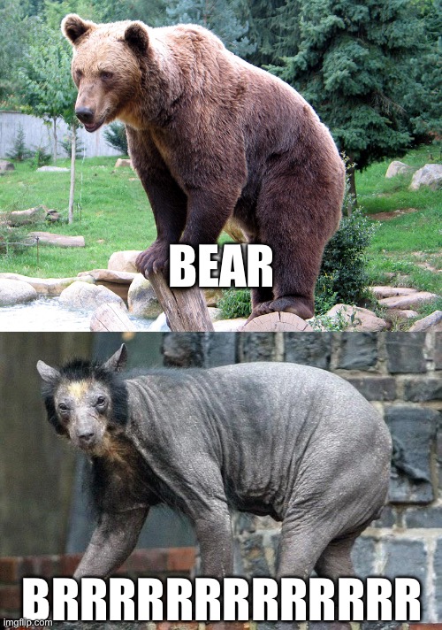 BEAR; BRRRRRRRRRRRRR | image tagged in puns,pun,bad pun,cold,bear | made w/ Imgflip meme maker