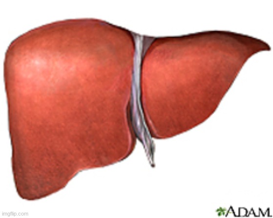 Liver | image tagged in liver | made w/ Imgflip meme maker