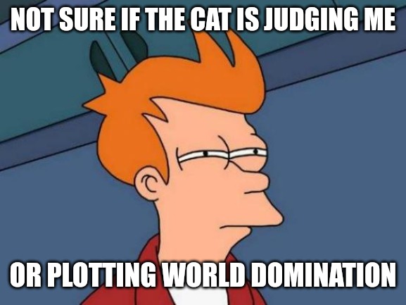 Hum Cats | NOT SURE IF THE CAT IS JUDGING ME; OR PLOTTING WORLD DOMINATION | image tagged in memes,futurama fry,funny,funny memes,fun,cats | made w/ Imgflip meme maker