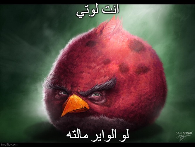 انت لوتي | انت لوتي; لو الواير مالته | image tagged in realistic angry bird big red | made w/ Imgflip meme maker