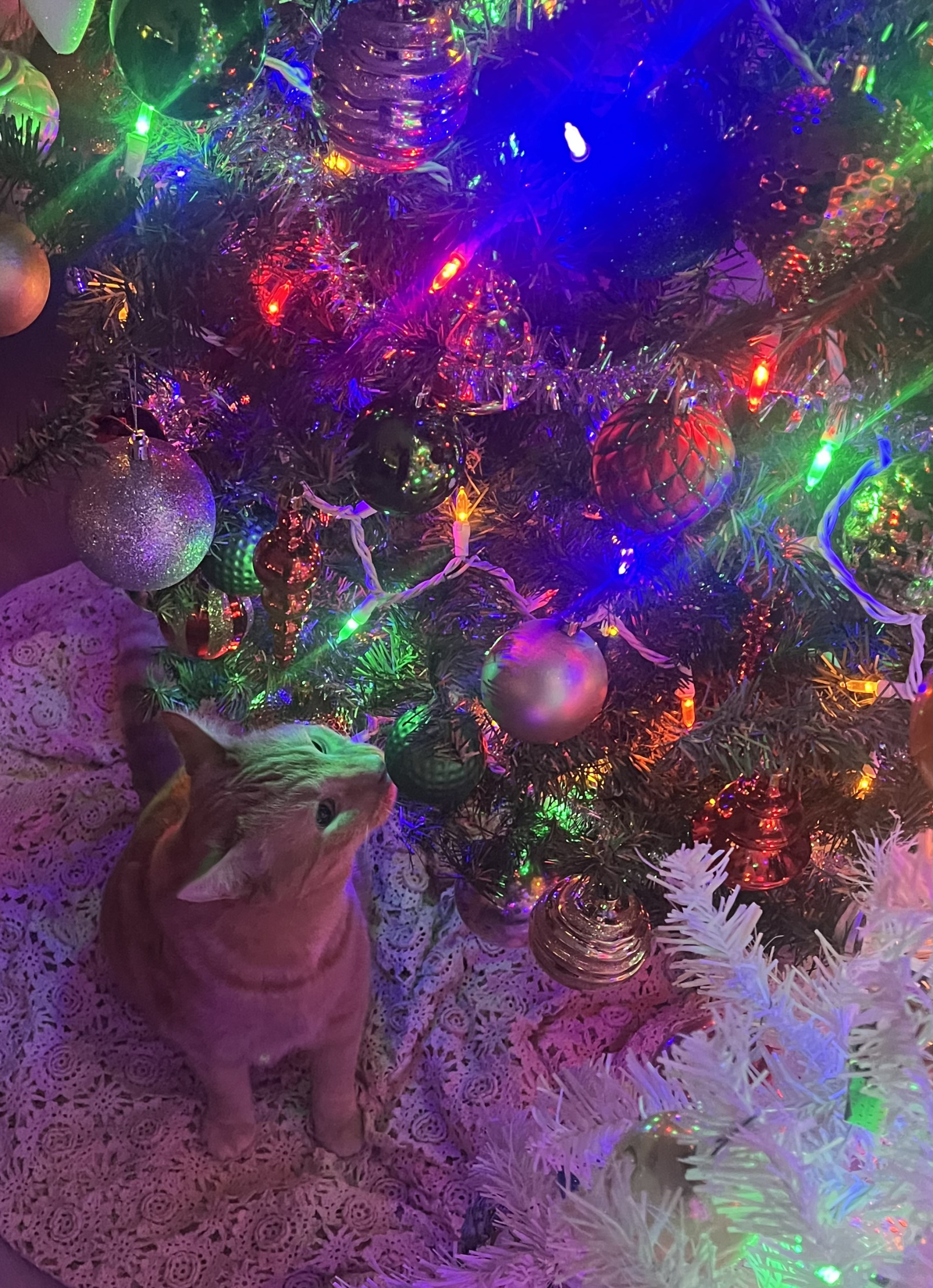 Christmas Cat Blank Meme Template