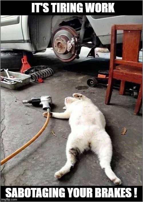 Evil Cat Mechanic ! | IT'S TIRING WORK; SABOTAGING YOUR BRAKES ! | image tagged in cats,evil cat,sabotage,no brakes | made w/ Imgflip meme maker