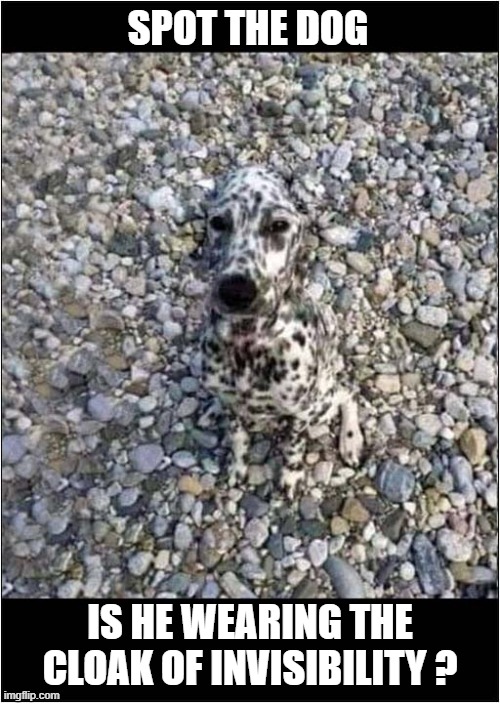 Perfect Camouflage | SPOT THE DOG; IS HE WEARING THE CLOAK OF INVISIBILITY ? | image tagged in dogs,dalmatian,camouflage,invisible | made w/ Imgflip meme maker